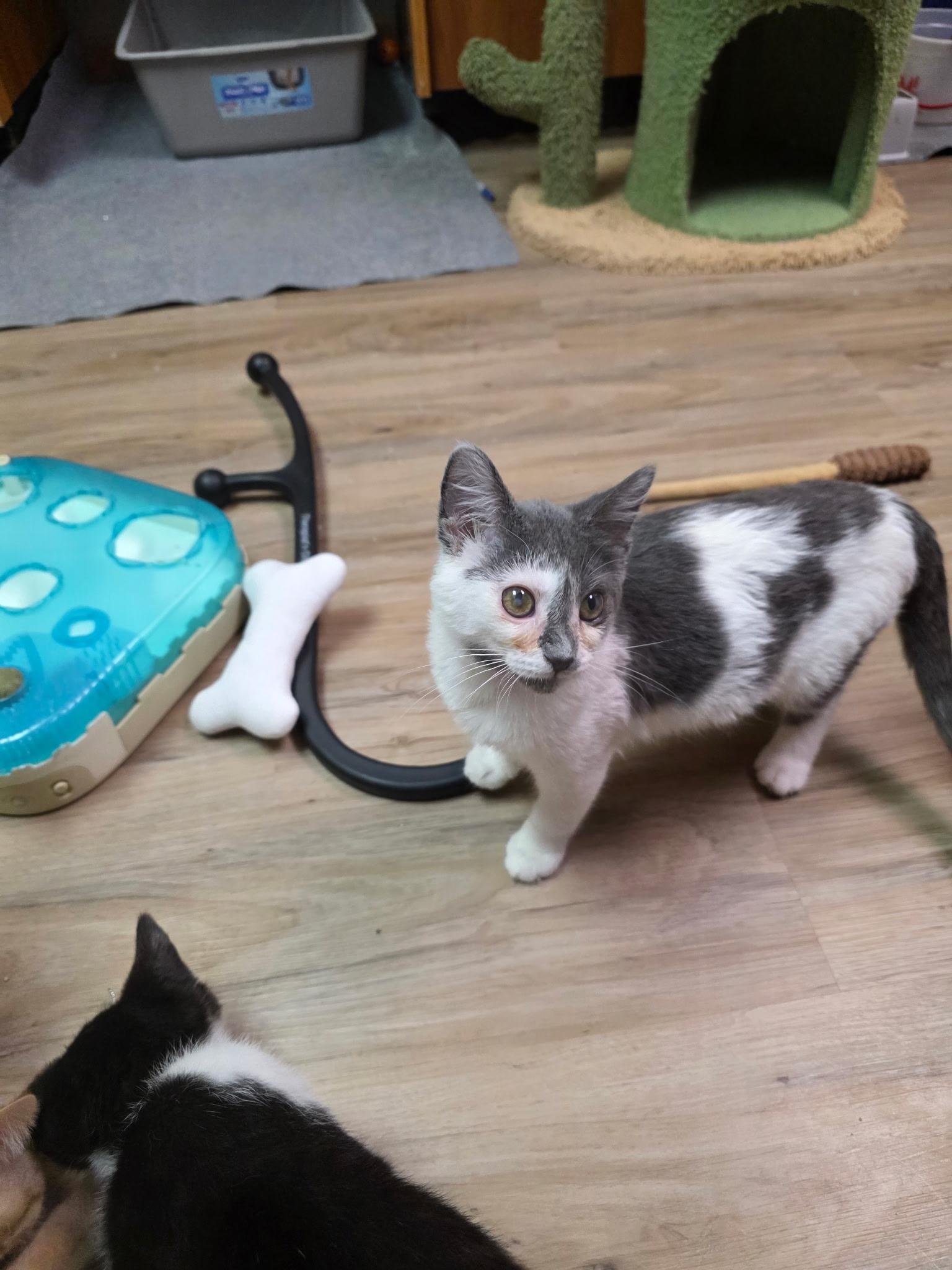 Bella Margret, a ADOPTABLE Domestic Short Hair in Faribault, MN image 1/2