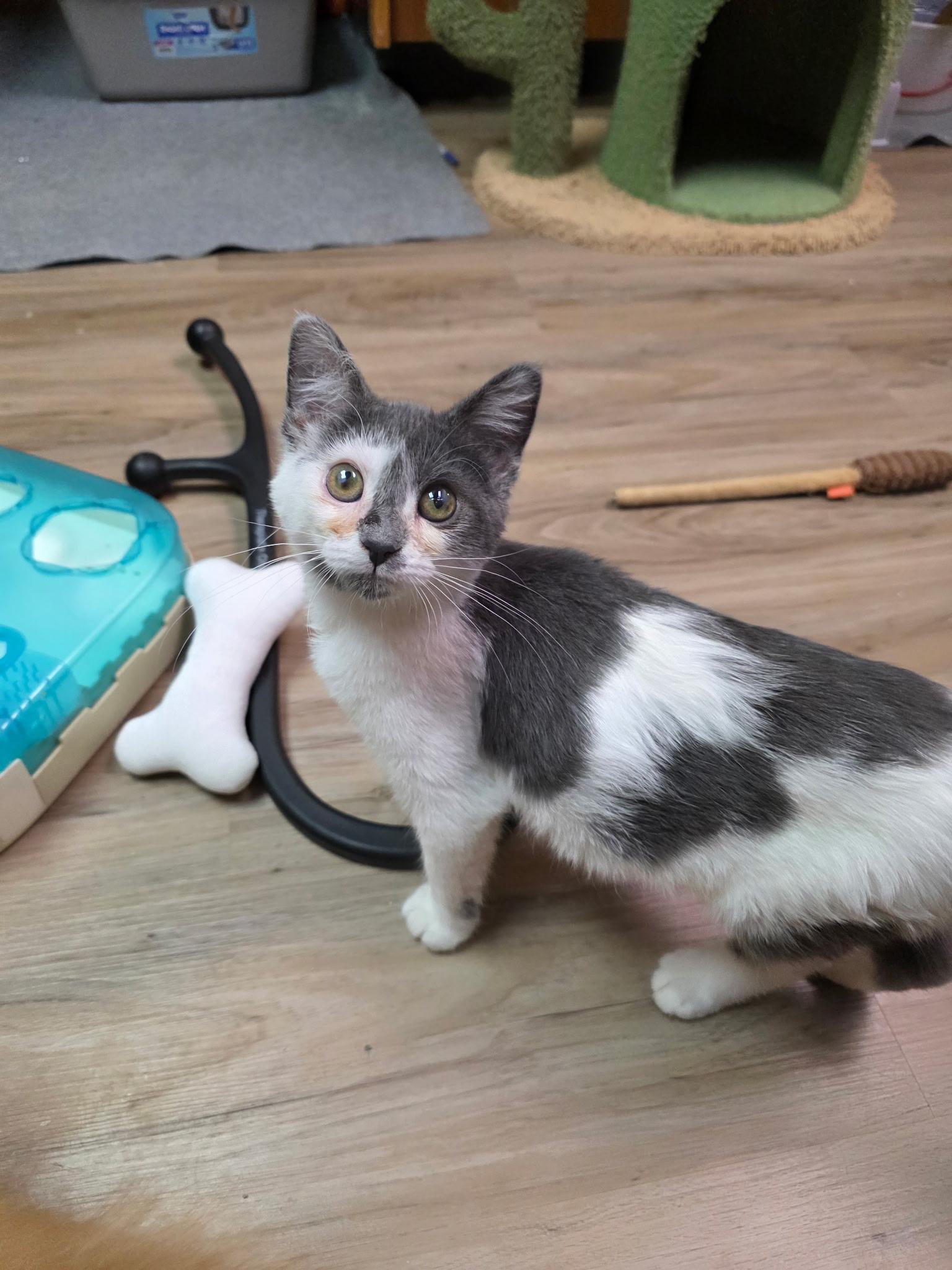 Bella Margret, a ADOPTABLE Domestic Short Hair in Faribault, MN image 2/2