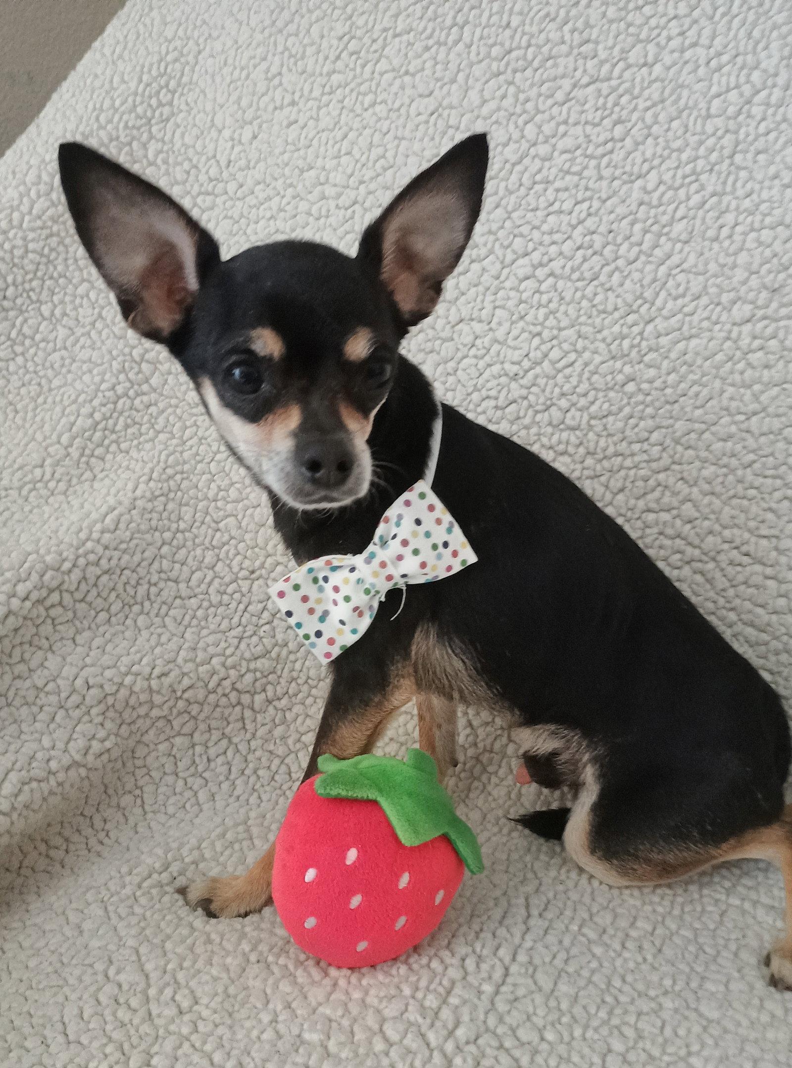 Cosmo, a Adoptable Chihuahua in Glendale, AZ image 1/3