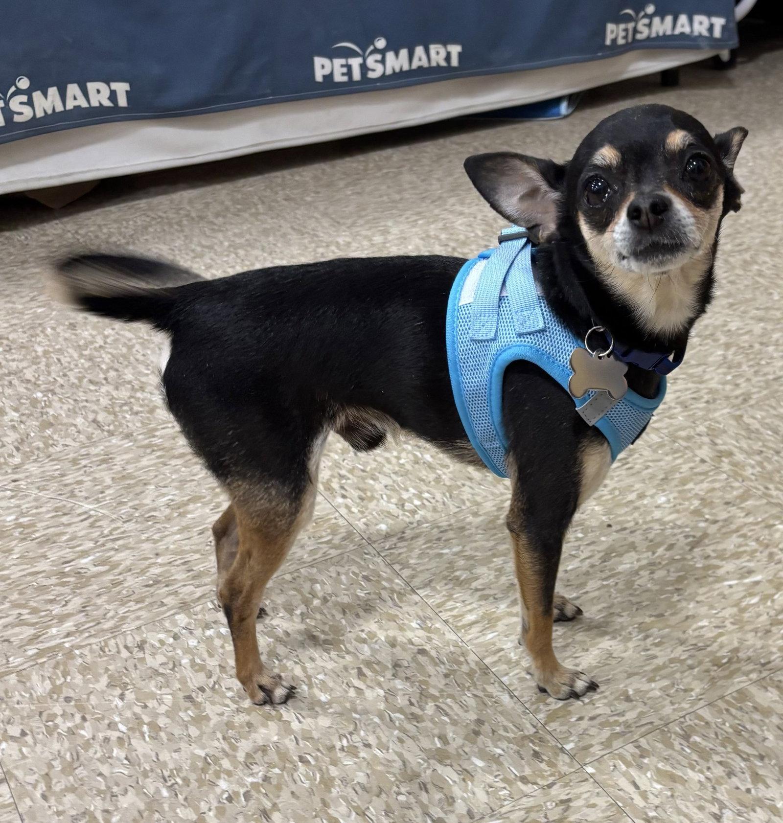Cosmo, a Adoptable Chihuahua in Glendale, AZ image 2/3
