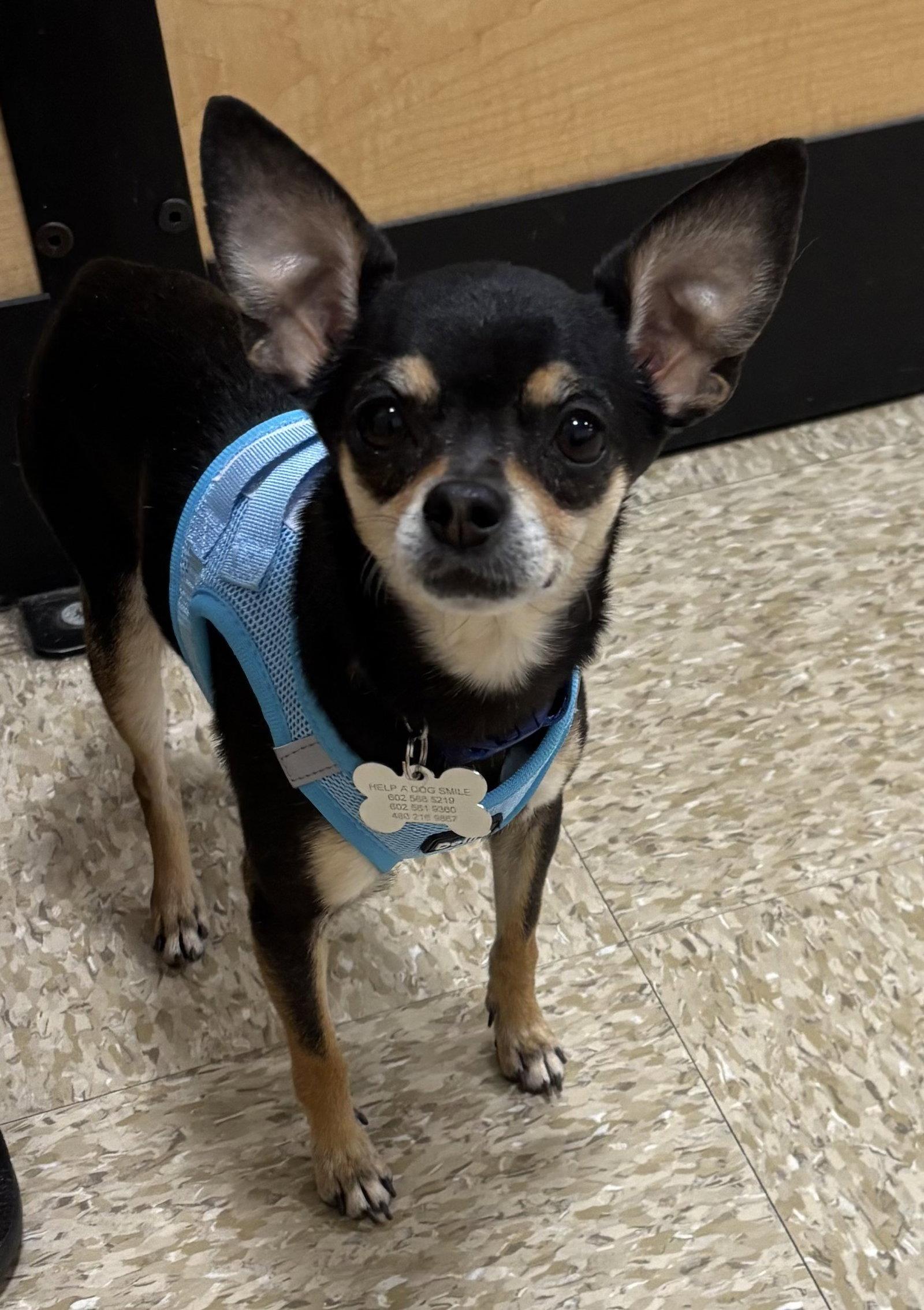 Cosmo, a Adoptable Chihuahua in Glendale, AZ image 3/3