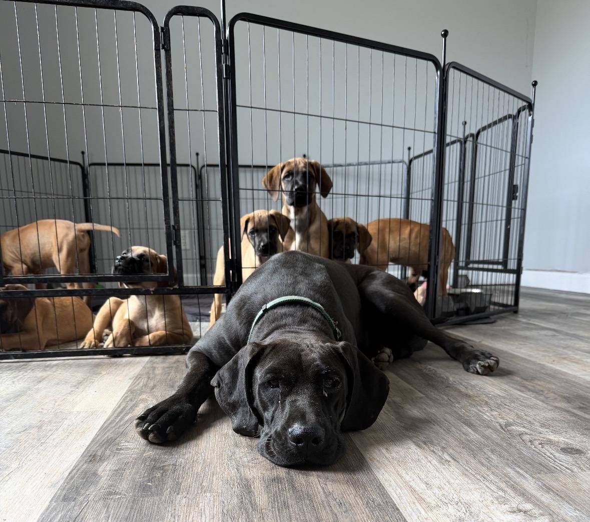 Rosa, ADOPTABLE, Young Female Great Dane & Bullmastiff.