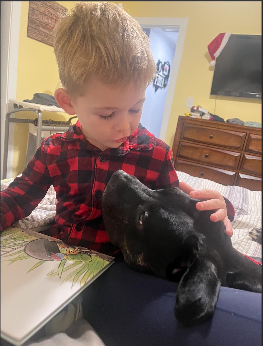 Nox FKA Broncs, a Adoptable mixed breed in Nashville, TN image 3/5