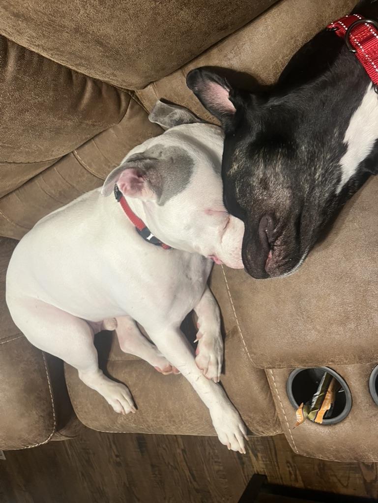 Nox FKA Broncs, a Adoptable mixed breed in Nashville, TN image 5/5