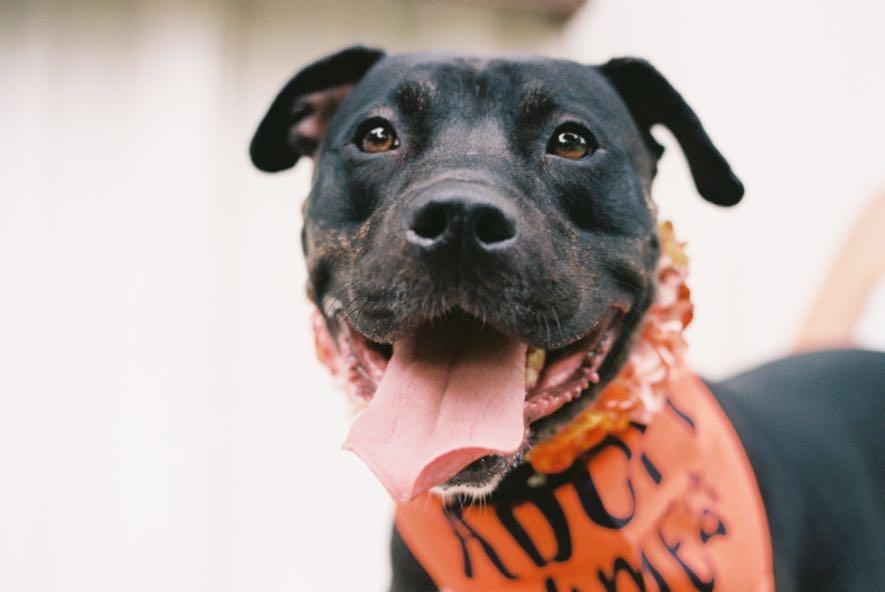 Nox FKA Broncs, Adoptable, Adult Male American Staffordshire Terrier & Pit Bull Terrier.