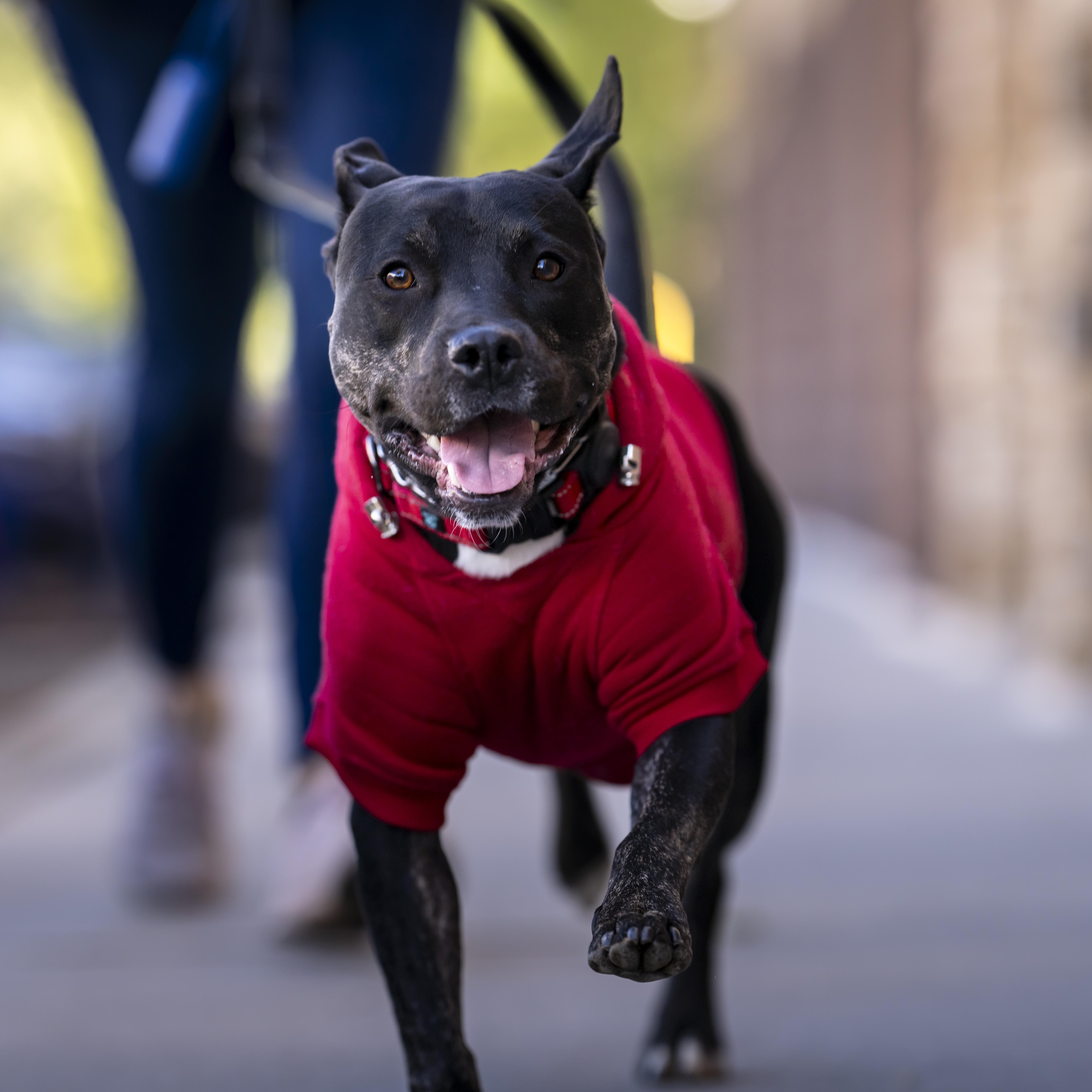 Nox FKA Broncs, a Adoptable mixed breed in Nashville, TN image 4/5