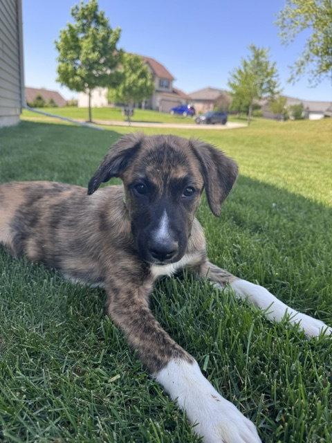 **MARCO**, Adoptable, Puppy Male Labrador Retriever & Border Collie.