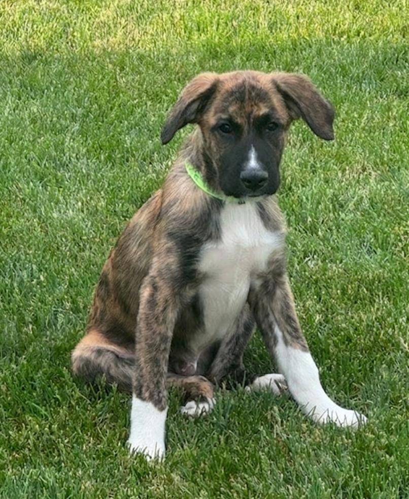 Enlarge **MARCO**, a Adoptable mixed breed in North Prairie, WI image 2/2