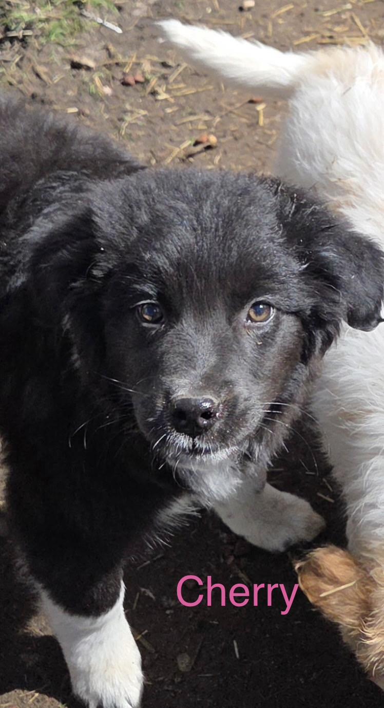 Enlarge Cherry, a ADOPTABLE mixed breed in Kimball, MI image 2/2