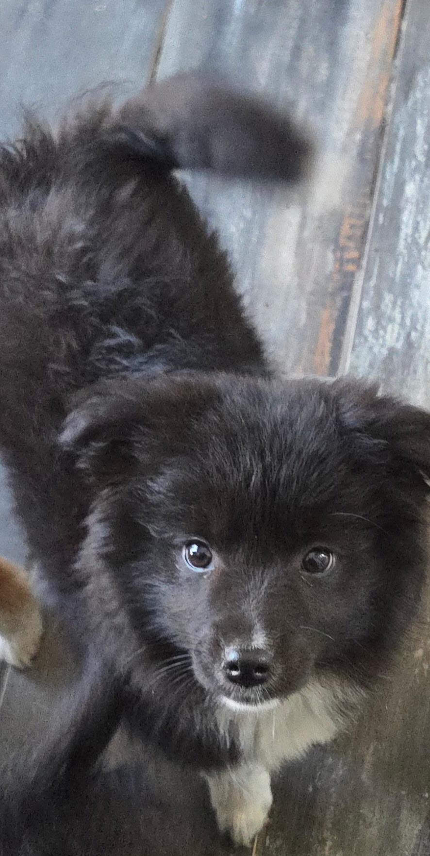 Cherry, ADOPTABLE, Puppy Female Border Collie & Golden Retriever.