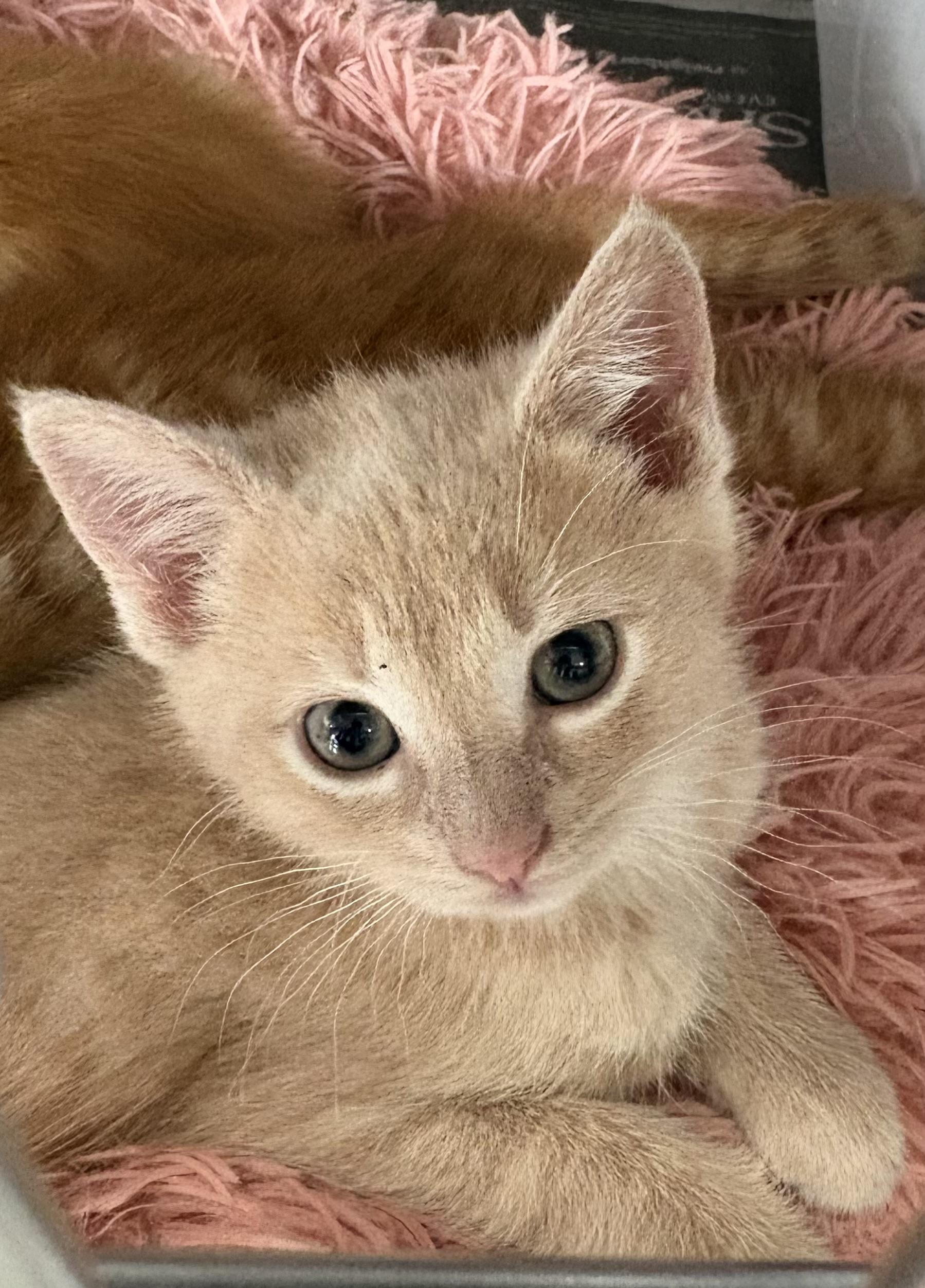 Enlarge Fredrick, a ADOPTABLE Domestic Short Hair in Greenback, TN image 1/3