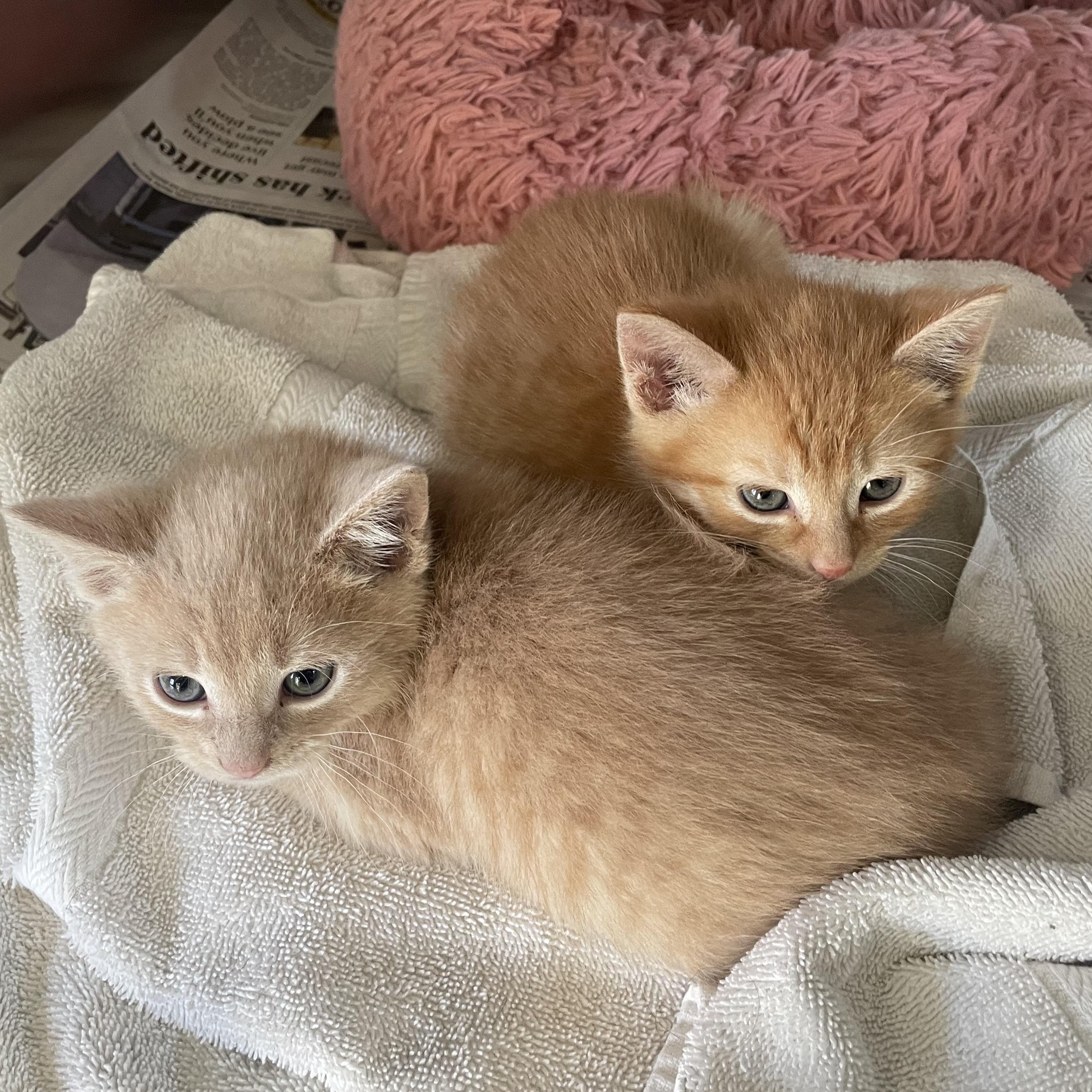 Enlarge Fredrick, a ADOPTABLE Domestic Short Hair in Greenback, TN image 2/2