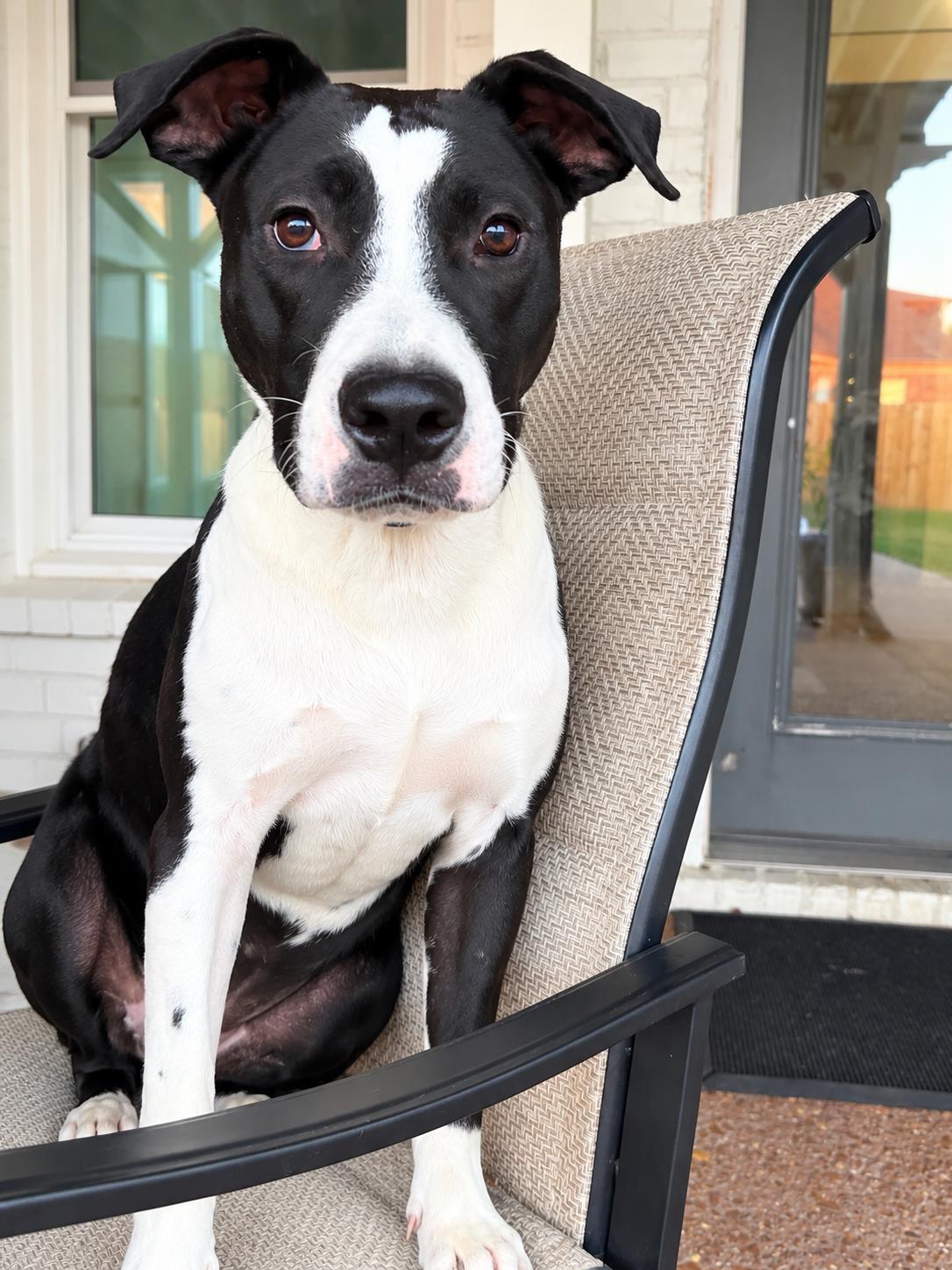 Prince, Adoptable, Adult Male Mixed Breed.