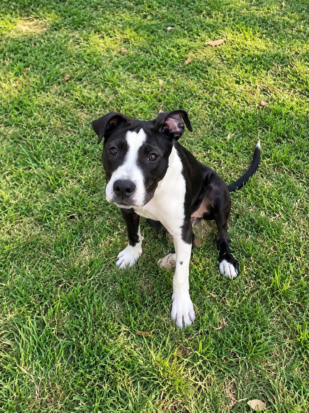 Enlarge Prince, a Adoptable mixed breed in Pittsburgh, PA image 4/5