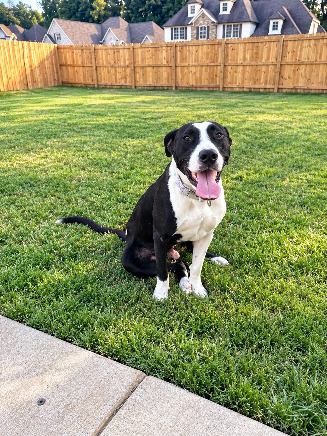 Enlarge Prince, a Adoptable mixed breed in Pittsburgh, PA image 2/5
