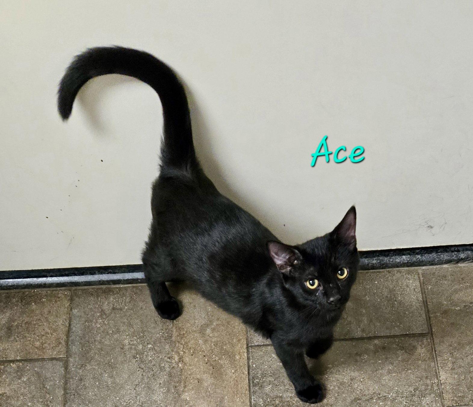 Ace, Adopted, Kitten Male Domestic Short Hair.