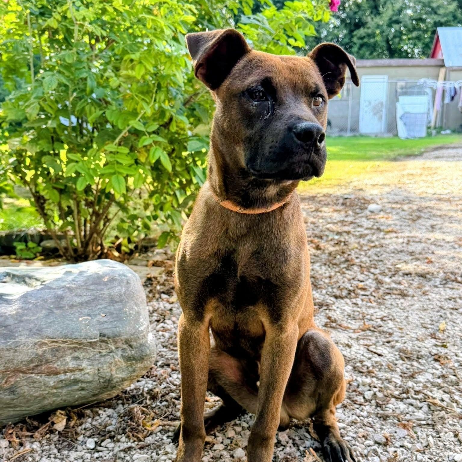 Enlarge Zibee (20260915-02), a Adopted mixed breed in Niagara on the Lake, ON image 2/6