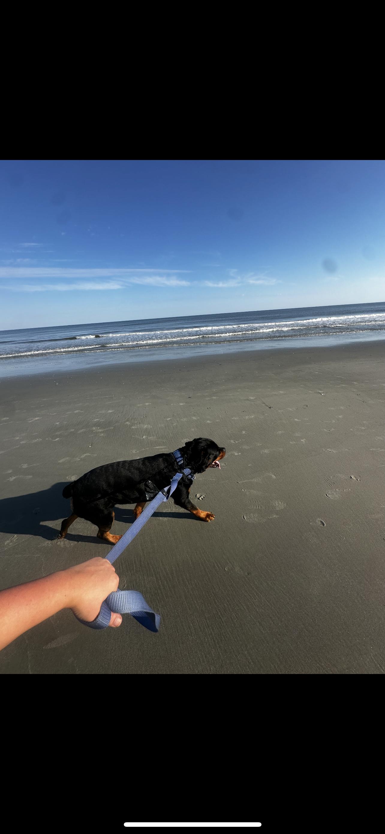 Kodak, a Adoptable Rottweiler in Reidsville, NC image 1/2