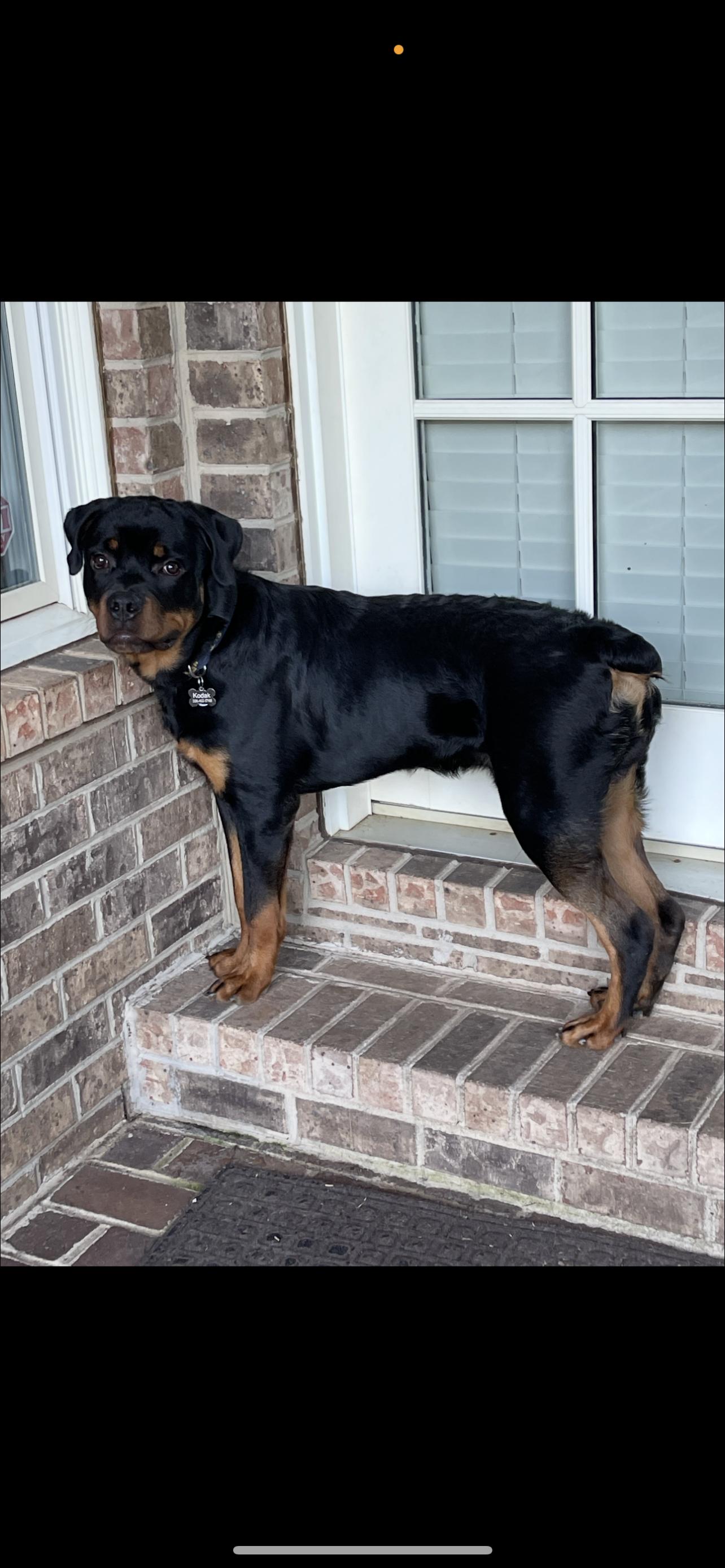 Kodak, a Adoptable Rottweiler in Reidsville, NC image 2/2