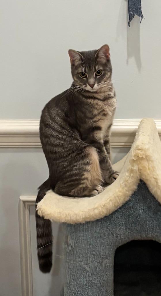 Smile25, Adoptable, Kitten Female Domestic Short Hair.