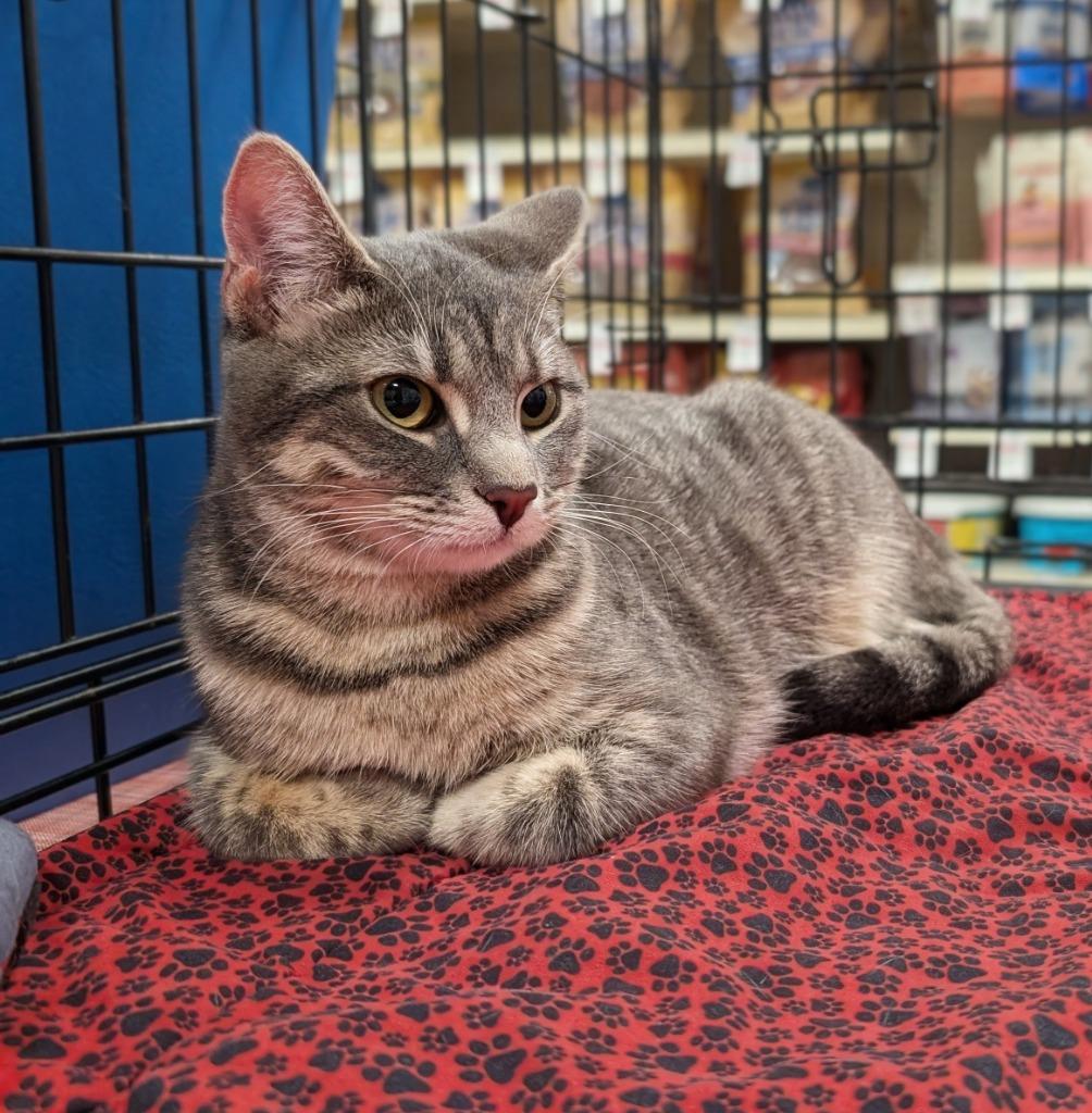 Smile25, Adoptable, Young Female Domestic Short Hair.