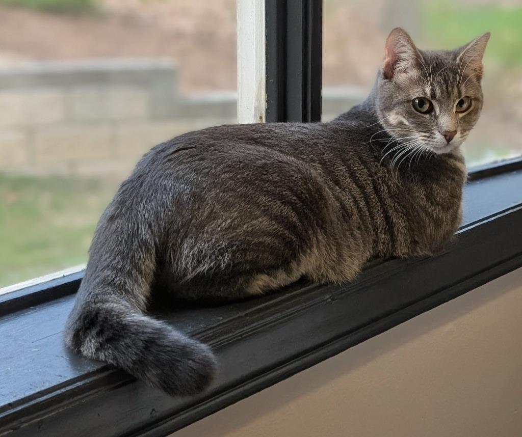 Enlarge Smile25, a Adoptable mixed breed in Youngsville, NC image 2/4