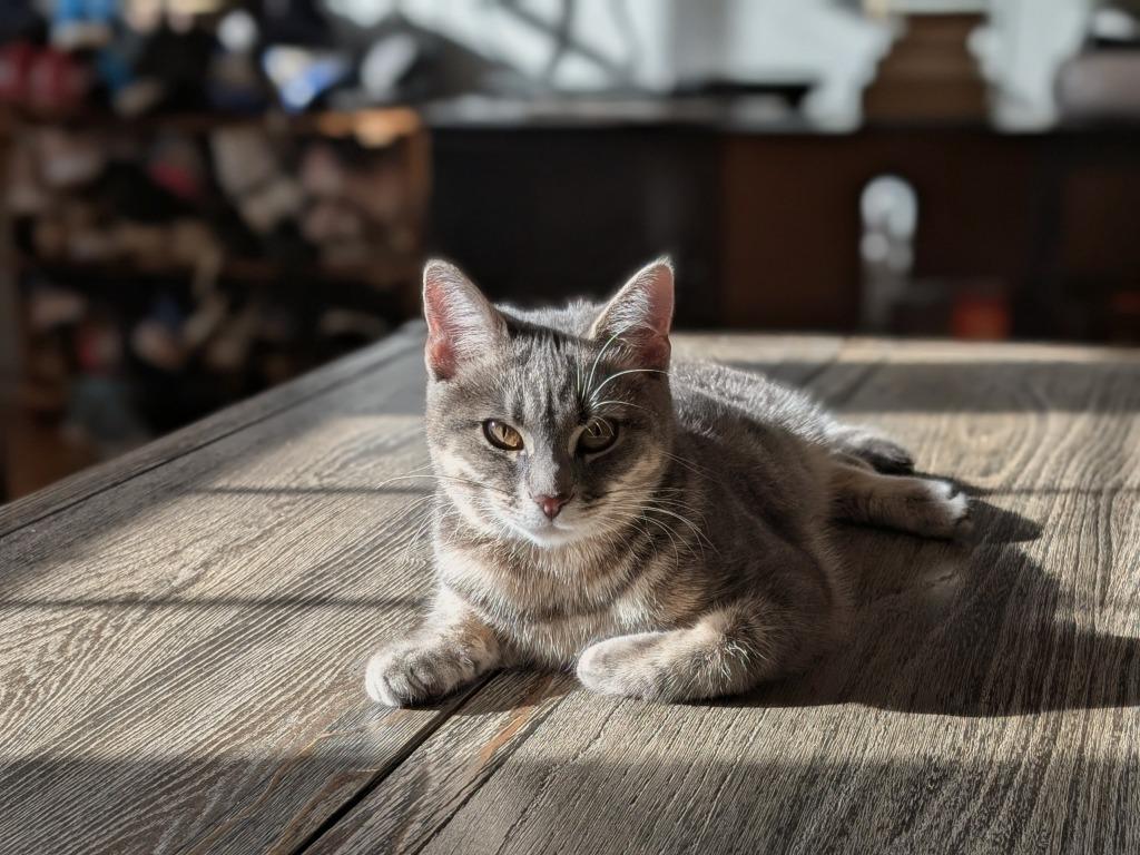 Enlarge Smile25, a Adoptable mixed breed in Youngsville, NC image 2/3