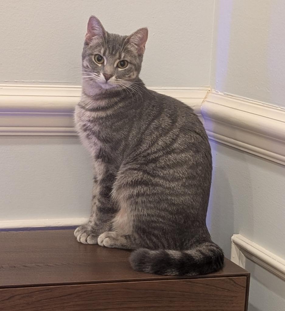 Enlarge Smile25, a Adoptable mixed breed in Youngsville, NC image 3/4