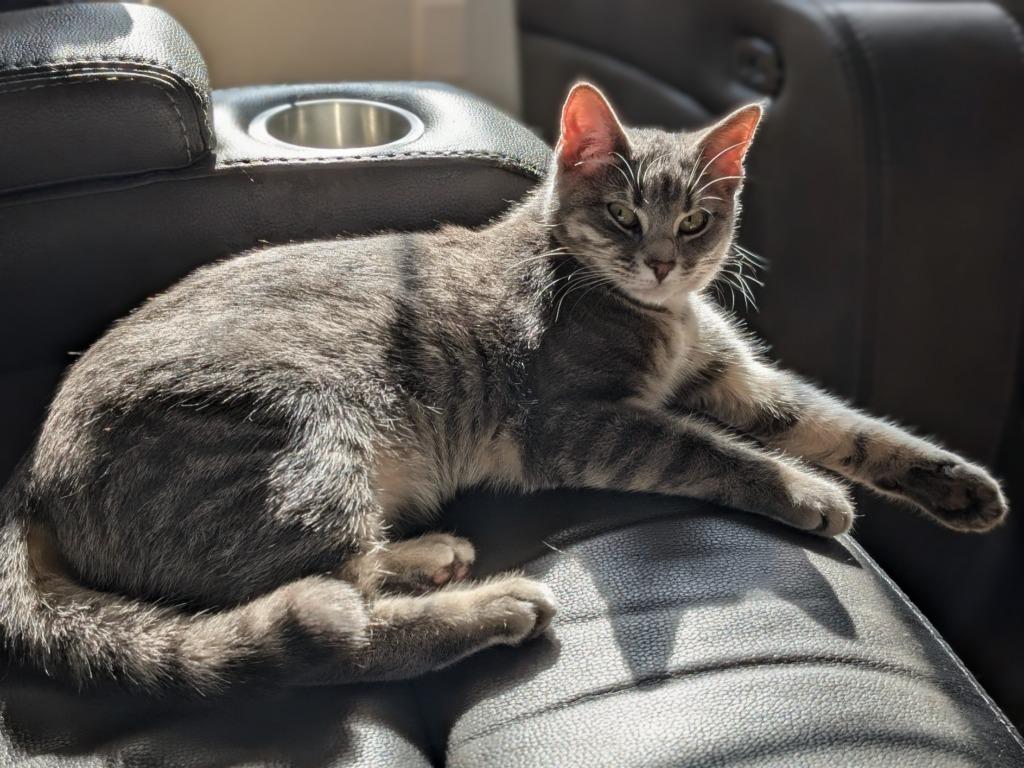 Enlarge Smile25, a Adoptable mixed breed in Youngsville, NC image 3/3