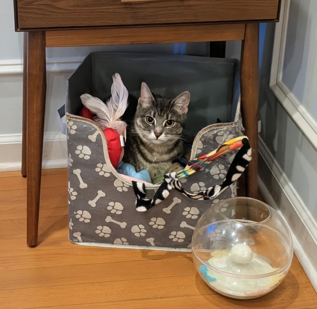 Enlarge Smile25, a Adoptable mixed breed in Youngsville, NC image 4/4