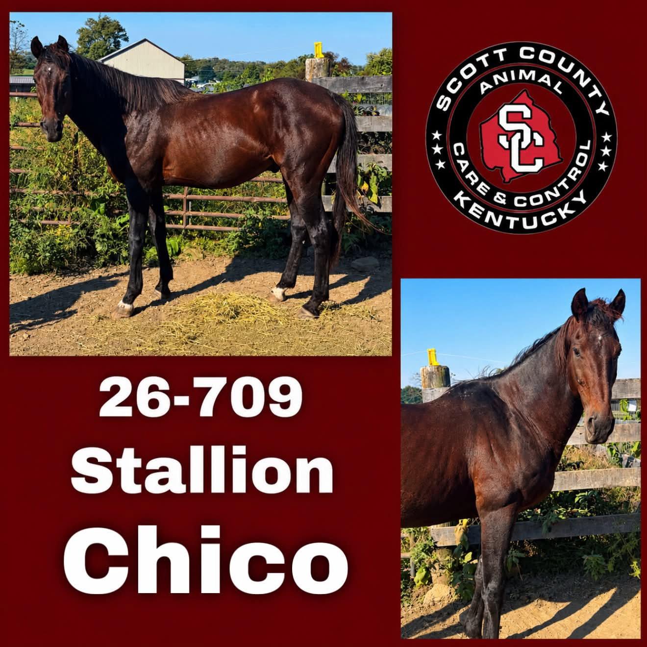 Chico, Adoptable, Adult Male Thoroughbred.