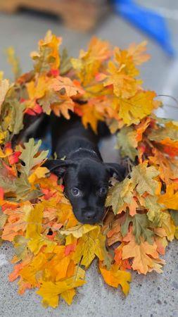 Enlarge Mario, a Adopted mixed breed in Lowell, IN image 2/2