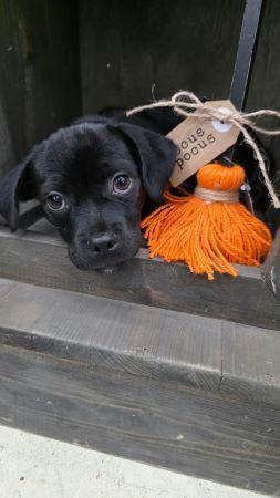 Mario, Adopted, Puppy Male Chihuahua & Pug.