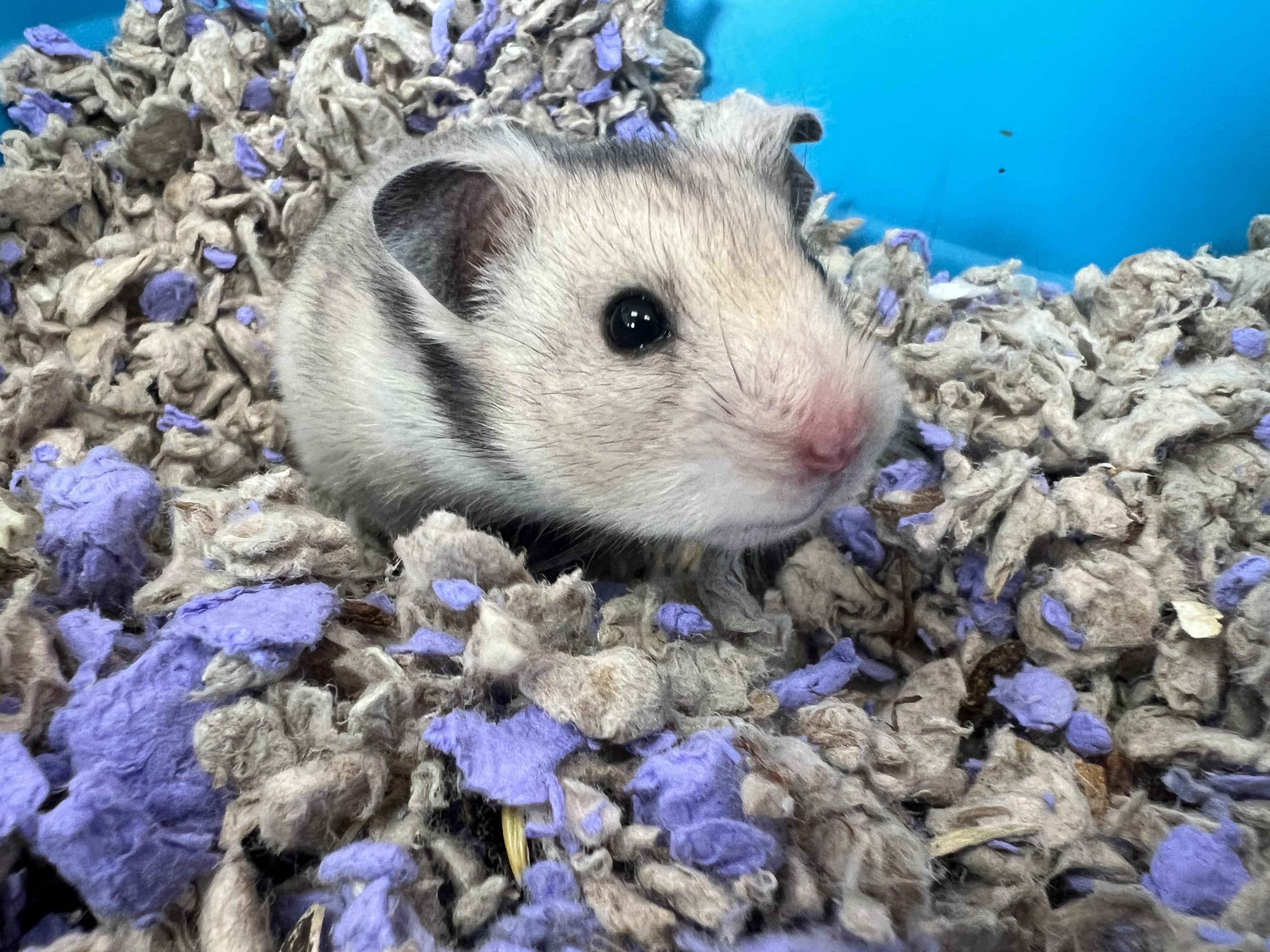Sesame Bean, Young Female unknown