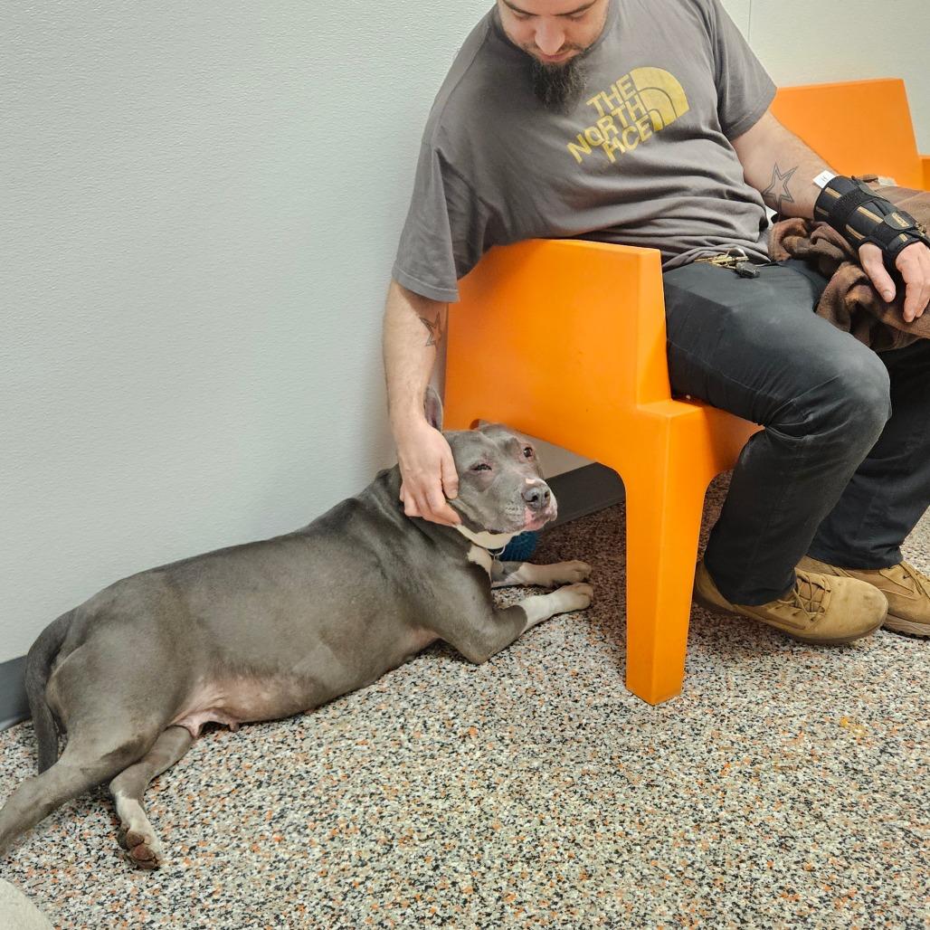 Hattie, Adoptable, Adult Female Mixed Breed & Pit Bull Terrier.