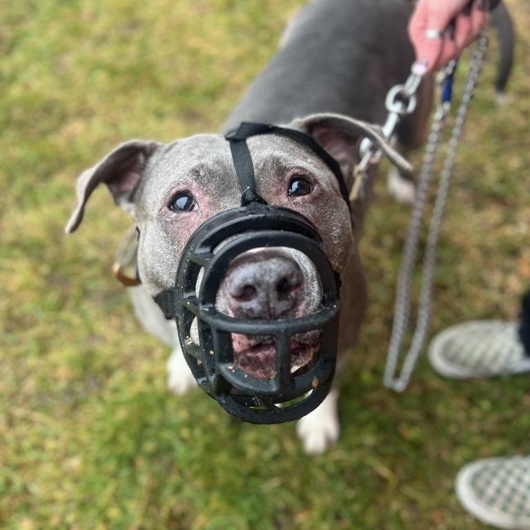 Hattie, Adoptable, Adult Female Mixed Breed & Pit Bull Terrier.