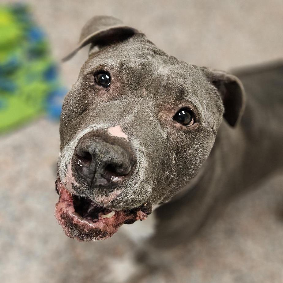 Enlarge Hattie, a Adoptable mixed breed in Salt Lake City, UT image 2/6