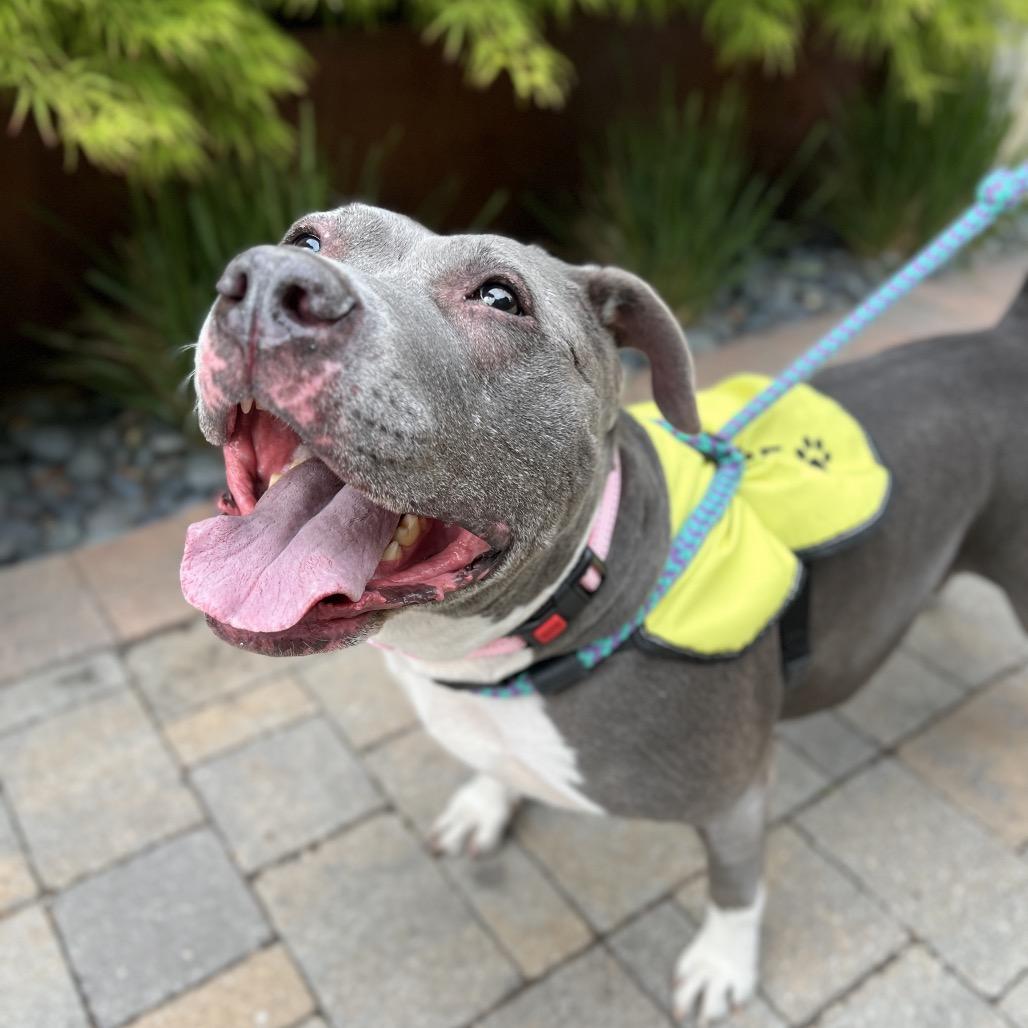 Hattie, a Adoptable mixed breed in Salt Lake City, UT image 2/5