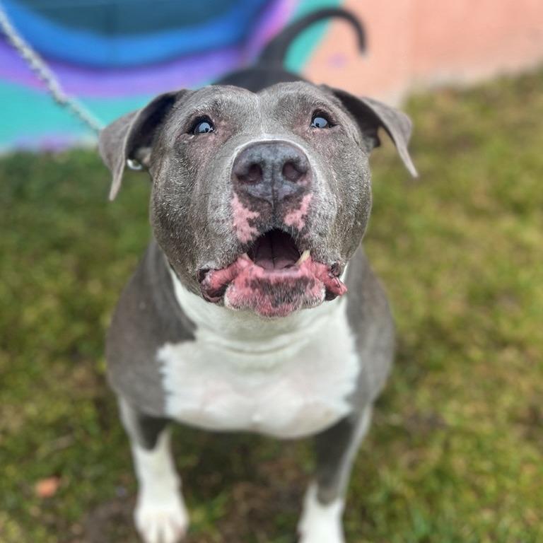 Enlarge Hattie, a Adoptable mixed breed in Salt Lake City, UT image 3/6