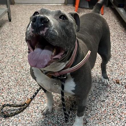 Enlarge Hattie, a Adoptable mixed breed in Salt Lake City, UT image 5/6