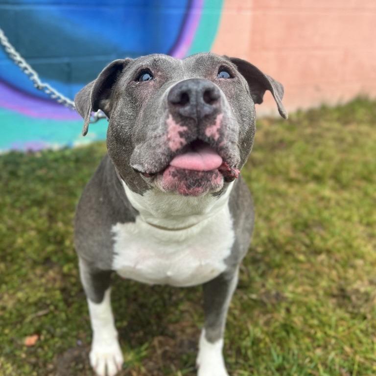 Enlarge Hattie, a Adoptable mixed breed in Salt Lake City, UT image 6/6
