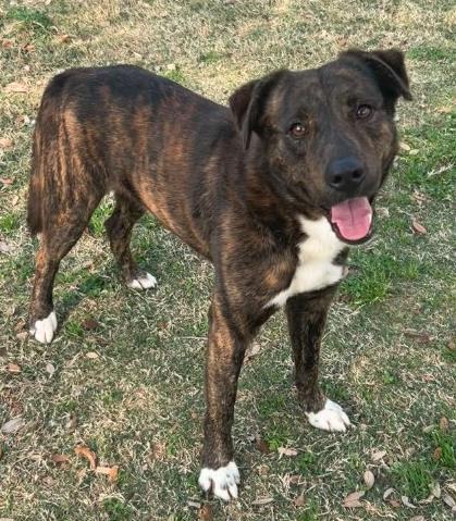 Enlarge BARLEY, a Adoptable mixed breed in Texas City, TX image 1/1