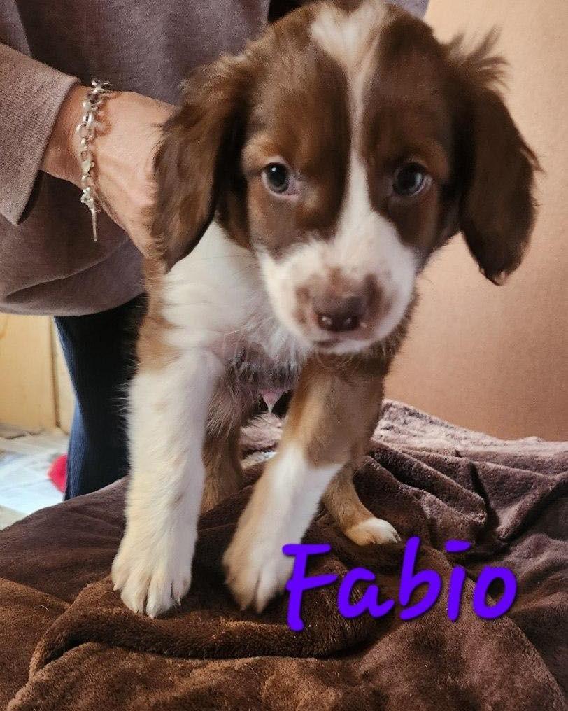 Fabio