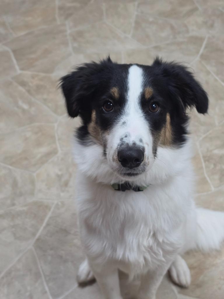 Enlarge Ranger, a Adoptable mixed breed in Neillsville, WI image 1/4