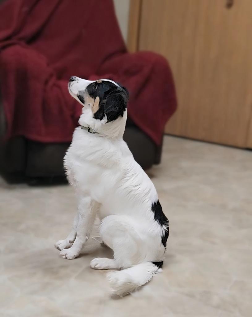 Enlarge Ranger, a Adoptable mixed breed in Neillsville, WI image 2/4