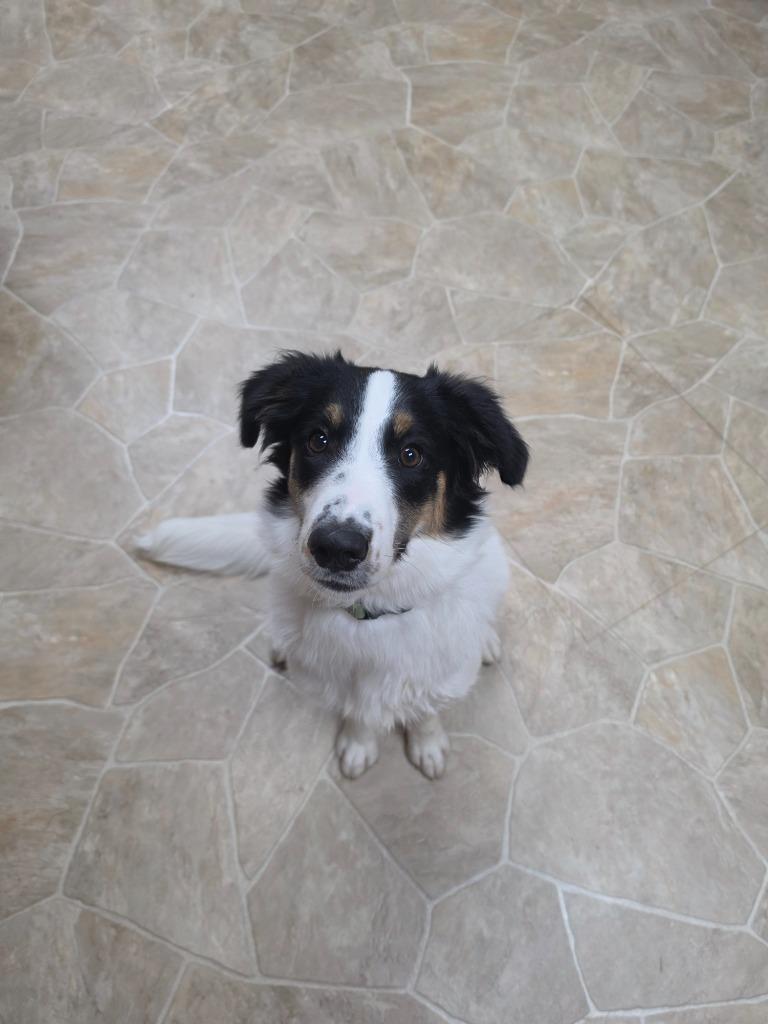 Enlarge Ranger, a Adoptable mixed breed in Neillsville, WI image 3/4