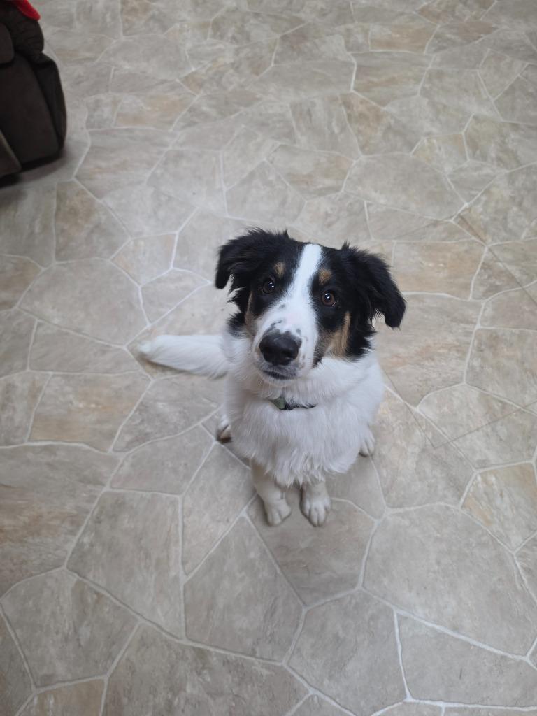 Enlarge Ranger, a Adoptable mixed breed in Neillsville, WI image 4/4
