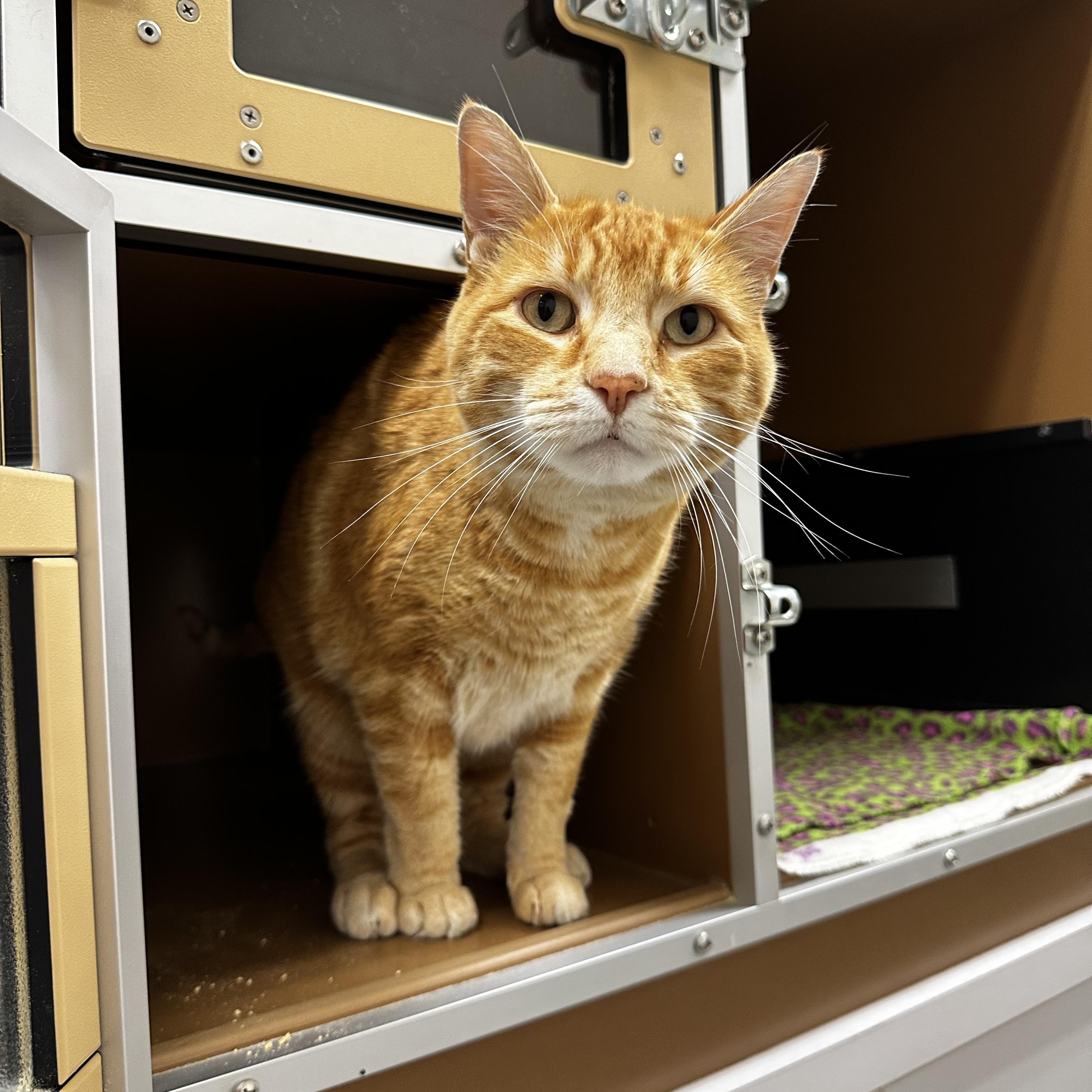 Enlarge Reece, a Adoptable mixed breed in Jackson, WY image 1/1