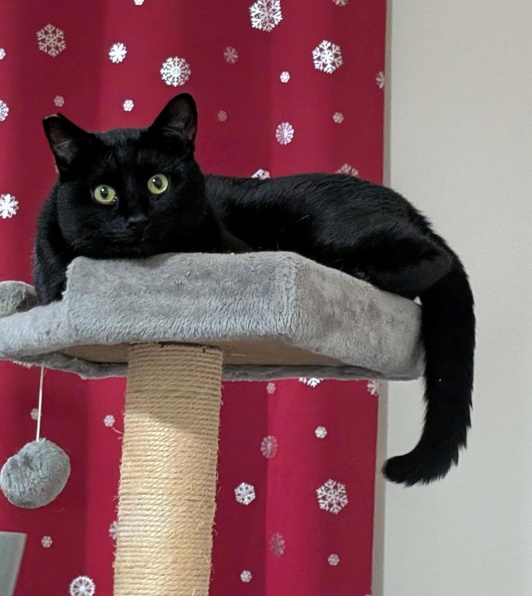 WILLOW #1778 - Offered by Owner -, Adoptable, Young Male American Shorthair.