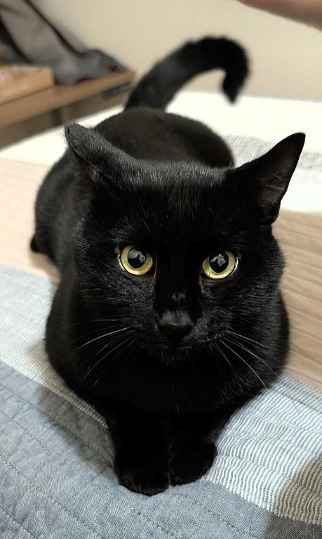 Enlarge WILLOW #1778 - Offered by Owner -, a Adoptable American Shorthair in Hillsboro, OR image 2/3